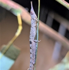 Morabidae (family) at Kakadu, NT - suppressed