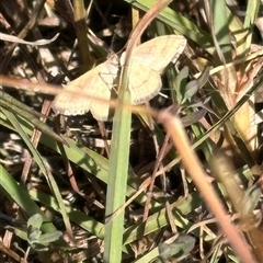 Scopula rubraria (Reddish Wave, Plantain Moth) at Harrison, ACT - Today by lbradley