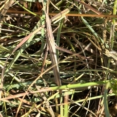 Acrida conica (Giant green slantface) at Franklin, ACT - Today by lbradley