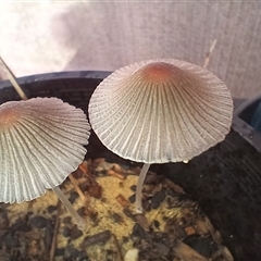 Parasola plicatilis (An Ink Cap) at Cooma, NSW - 6 Feb 2025 by mahargiani