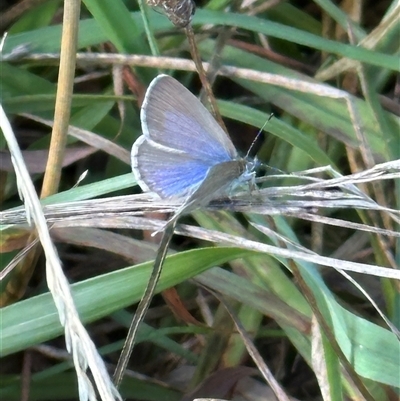 Unidentified Butterfly (Lepidoptera, Rhopalocera) at Franklin, ACT - Yesterday by lbradley