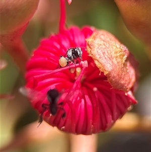 Tetragonula carbonaria at Mogo, NSW - suppressed