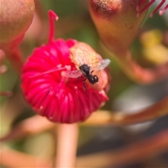 Tetragonula carbonaria at Mogo, NSW - suppressed