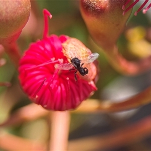 Tetragonula carbonaria at Mogo, NSW - suppressed