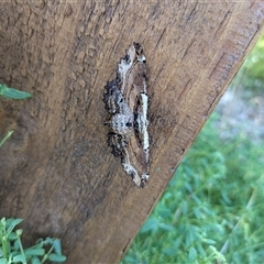 Pholodes sinistraria (Sinister or Frilled Bark Moth) at Hackett, ACT - 6 Feb 2025 by WalterEgo