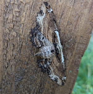 Pholodes sinistraria at Hackett, ACT - 6 Feb 2025 10:18 AM