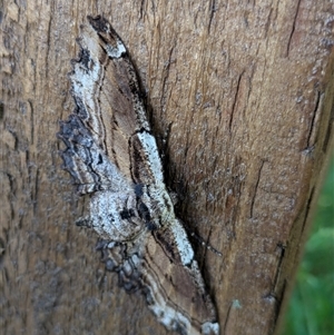 Pholodes sinistraria at Hackett, ACT - 6 Feb 2025 10:18 AM