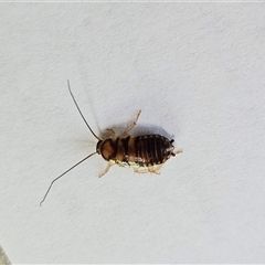 Robshelfordia sp. (genus) (A Shelford cockroach) at Hawker, ACT - 6 Feb 2025 by sangio7