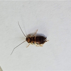 Robshelfordia sp. (genus) at Hawker, ACT - suppressed