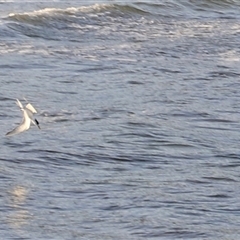 Thalasseus bergii (Crested Tern) at Swansea, TAS - 5 Feb 2025 by JimL