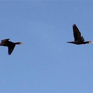 Phalacrocorax carbo at Swansea, TAS - Yesterday by JimL