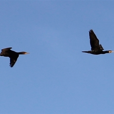 Phalacrocorax carbo at Swansea, TAS - 5 Feb 2025 by JimL