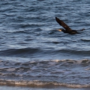 Phalacrocorax carbo at Swansea, TAS - 5 Feb 2025 07:36 PM