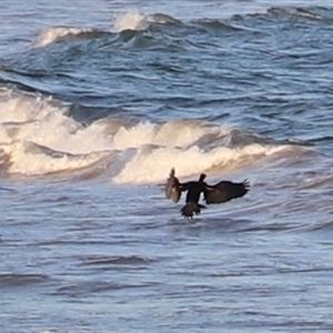 Phalacrocorax carbo at Swansea, TAS - 5 Feb 2025 07:36 PM