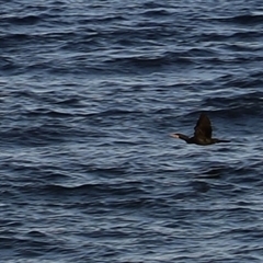 Phalacrocorax carbo at Swansea, TAS - 5 Feb 2025 07:36 PM