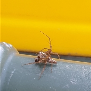 Oxyopes sp. (genus) at Copmanhurst, NSW - suppressed