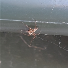 Oxyopes sp. (genus) at Copmanhurst, NSW - suppressed