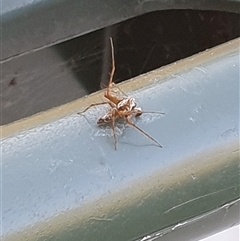 Oxyopes sp. (genus) at Copmanhurst, NSW - suppressed