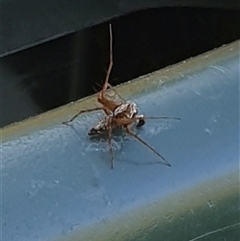 Oxyopes sp. (genus) at Copmanhurst, NSW - suppressed