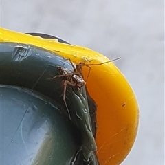 Oxyopes sp. (genus) at Copmanhurst, NSW - suppressed