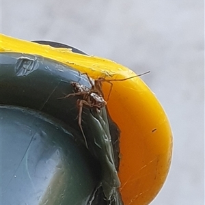 Oxyopes sp. (genus) at Copmanhurst, NSW - suppressed