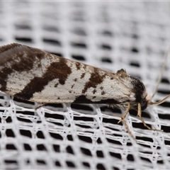 Lepidoscia (genus) ADULT (A Case moth) at Jerrabomberra, NSW - 2 Feb 2025 by DianneClarke