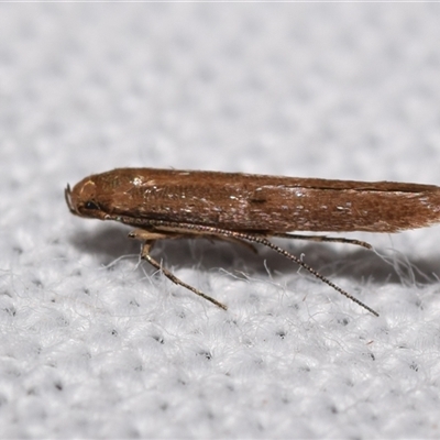 Gelechioidea (superfamily) (Unidentified Gelechioid moth) at Jerrabomberra, NSW - 26 Jan 2025 by DianneClarke