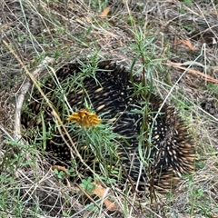 Tachyglossus aculeatus (Short-beaked Echidna) at Hackett, ACT - 5 Feb 2025 by Louisab