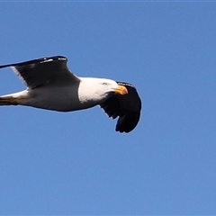 Larus pacificus (Pacific Gull) at Coles Bay, TAS - 5 Feb 2025 by JimL