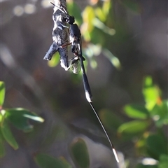 Unidentified Wasp (Hymenoptera, Apocrita) at Coles Bay, TAS - 5 Feb 2025 by JimL