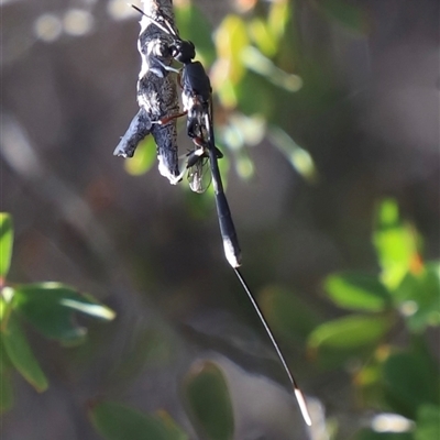 Unidentified Wasp (Hymenoptera, Apocrita) at Coles Bay, TAS - 5 Feb 2025 by JimL