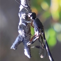 Gasteruption (genus) at Coles Bay, TAS - 5 Feb 2025 04:24 PM