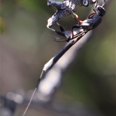 Gasteruption (genus) at Coles Bay, TAS - 5 Feb 2025 04:24 PM