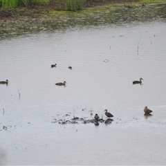 Anas superciliosa (Pacific Black Duck) at Bamarang, NSW - Yesterday by plants