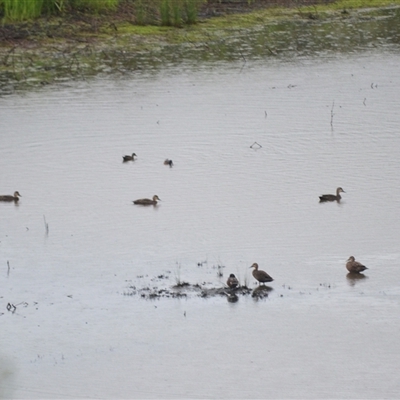 Anas superciliosa (Pacific Black Duck) at Bamarang, NSW - 5 Feb 2025 by plants