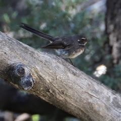 Rhipidura albiscapa (Grey Fantail) at Freycinet, TAS - 5 Feb 2025 by JimL