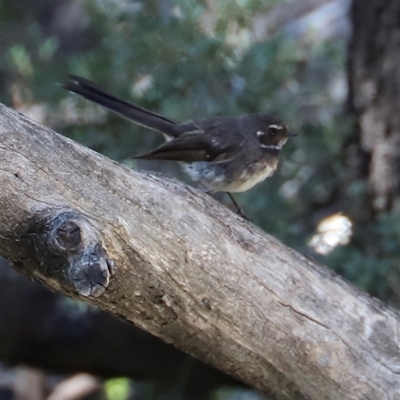 Rhipidura albiscapa (Grey Fantail) at Freycinet, TAS - 5 Feb 2025 by JimL