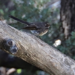 Rhipidura albiscapa at Freycinet, TAS - 5 Feb 2025 03:02 PM