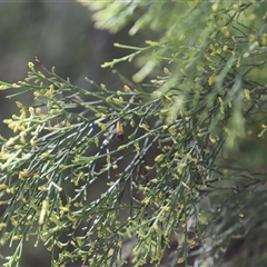 Exocarpos cupressiformis (Cherry Ballart) at Freycinet, TAS - 5 Feb 2025 by JimL