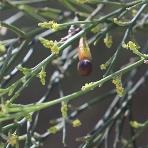 Exocarpos cupressiformis at Freycinet, TAS - 5 Feb 2025 03:01 PM