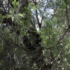 Exocarpos cupressiformis at Freycinet, TAS - 5 Feb 2025 03:01 PM