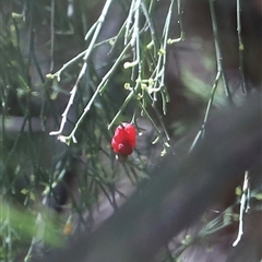 Exocarpos cupressiformis at Freycinet, TAS - 5 Feb 2025 03:01 PM