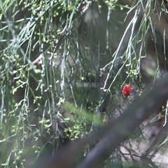 Exocarpos cupressiformis at Freycinet, TAS - 5 Feb 2025 03:01 PM