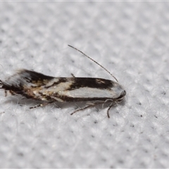 Iulactis semifusca (A Gelechioid moth (Xyloryctidae) by DianneClarke