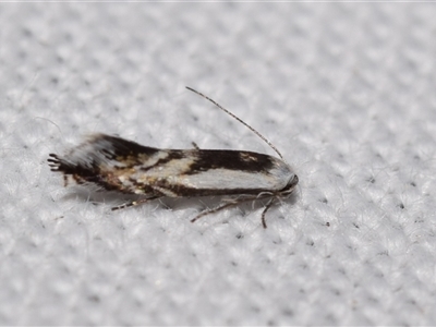 Iulactis semifusca (A Gelechioid moth (Xyloryctidae) by DianneClarke