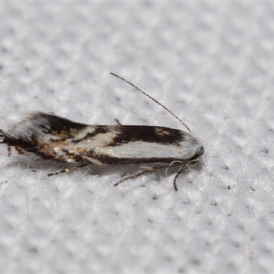 Iulactis semifusca (A Gelechioid moth (Xyloryctidae) by DianneClarke