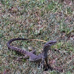 Varanus gouldii (Sand Goanna) at Woodburn, NSW - 6 Feb 2025 by AliClaw