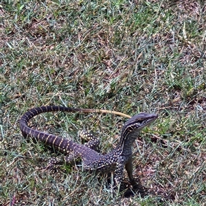 Varanus gouldii at Woodburn, NSW - suppressed