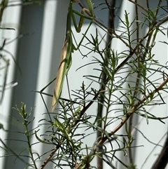 Archimantis sp. (genus) (Large Brown Mantis) at Lyons, ACT - Yesterday by ran452