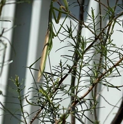 Archimantis sp. (genus) (Large Brown Mantis) at Lyons, ACT - Yesterday by ran452